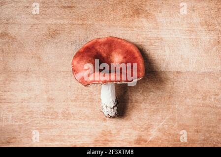 Täubling, giftig, Täubling xerampelina Pilz auf Holzgrund. Draufsicht, Kopierbereich. Krabbenbrittlegill oder Garnelenpilz Stockfoto