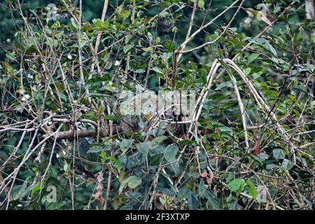 Faultier in einem Baum im Cuyabeno Wildlife Reserve außerhalb des Lago Agrio, Ecuador Stockfoto