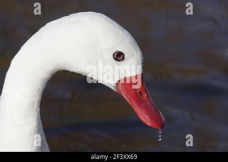 Coscoroba Swan - Head ShotCoscoroba coscoroba WWT Slimbridge Gloucester, Großbritannien BI013004 Stockfoto