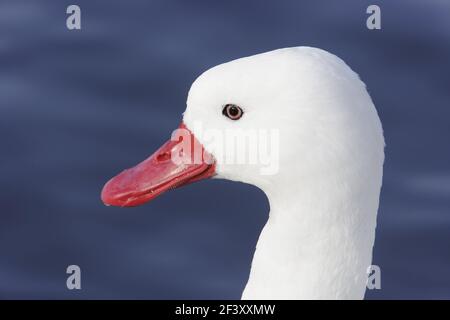 Coscoroba Swan - Head ShotCoscoroba coscoroba WWT Slimbridge Gloucester, Großbritannien BI013007 Stockfoto