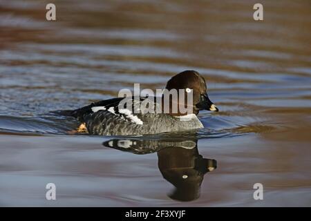 Goldeneye - weibliche Bucephala Clangula WWT Slimbridge Gloucester, UK BI013031 Stockfoto