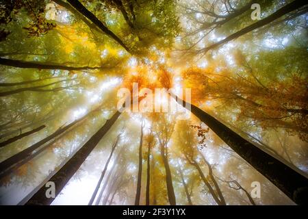 In einer Buche Wald im Herbst. Low Angle Shot. Stockfoto