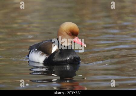 Rot-Crested Tafelenten Netta Rufina WWT Martin bloße Lanacashire, UK BI013238 Stockfoto