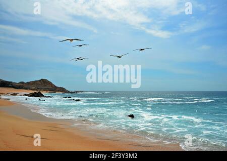 Fliegende Kraniche über Playa de Las Viudas, einem isolierten Sandstrand mit Saphirwasser in Baja California Sur, Mexiko. Stockfoto