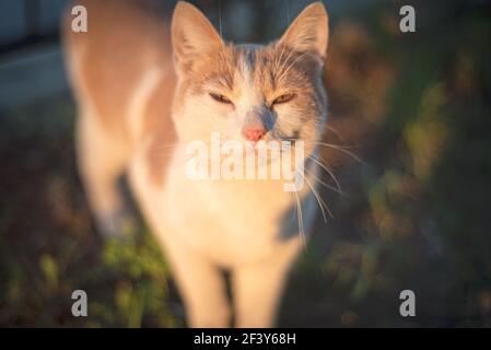 Nahaufnahme der roten Katzennase. Stockfoto