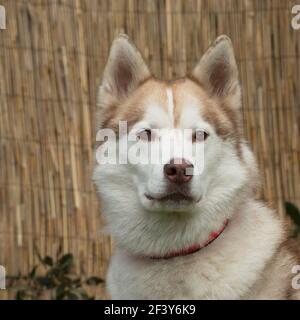 Alaskan Malamute Hund Stockfoto