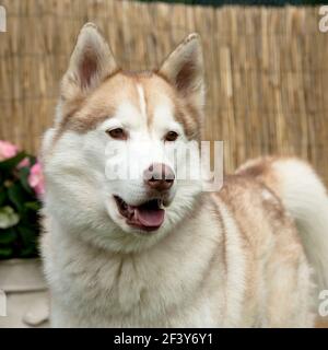 Alaskan Malamute Hund Stockfoto