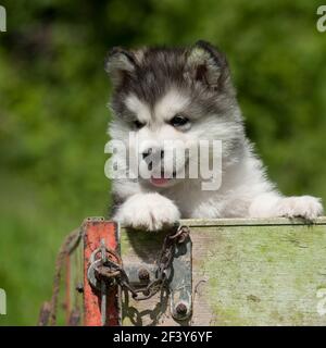 Alaskan Malamute Welpen Stockfoto