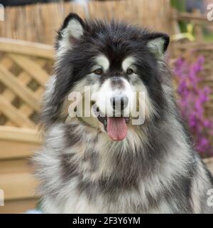 Alaskan Malamute Hund Stockfoto