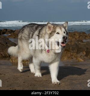 Alaskan Malamute Hund Stockfoto