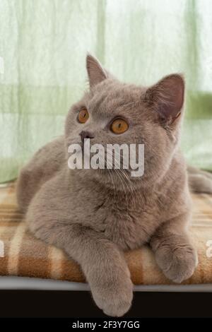 Porträt einer erwachsenen Katze. Britische Kurzhaarkatze Stockfoto