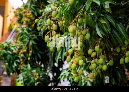 Frisches Bündel von grünen Litchi auf Baum. Stockfoto