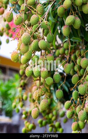 Frisches Bündel von grünen Litchi auf Baum. Stockfoto