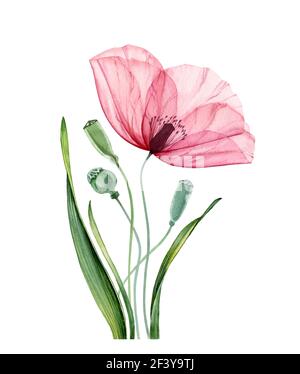 Aquarell Poppy Komposition. Sommerfeldblume mit grünen Blättern. Blumenposter mit bunten roten Blütenblättern. Realistische botanische Illustration für Stockfoto