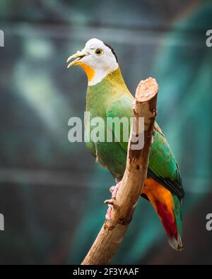 Eine Nahaufnahme einer schönen Schwarznaped Fruit Dove mit Ein offener Schnabel auf einem Ast mit einem verschwommenen thront Hintergrund Stockfoto