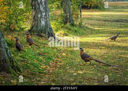 KRISTIANSTAD, SCHWEDEN - 13. OKTOBER 2018:das Karsholm-Schloss in Kristianstad ist die Heimat von Jagdgebieten, in denen Wildvögel leben können Stockfoto