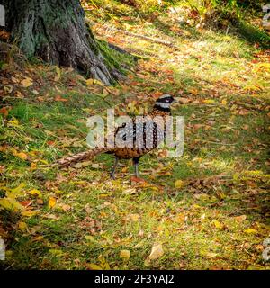 KRISTIANSTAD, SCHWEDEN - 13. OKTOBER 2018:das Karsholm-Schloss in Kristianstad ist die Heimat von Jagdgebieten, in denen Wildvögel leben können Stockfoto