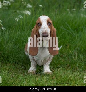 Basset Hound dog Stockfoto