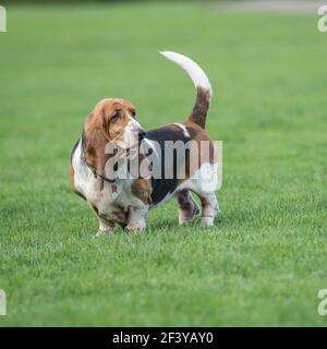 Basset Hound dog Stockfoto