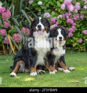 Berner Sennenhund Welpen Stockfoto