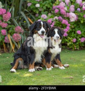 Berner Sennenhund Stockfoto