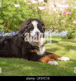 Berner Sennenhund Welpen Stockfoto