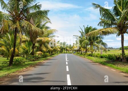 Kokospalmen entlang der Hauptstraße im Süden der republik Mauritius. Stockfoto