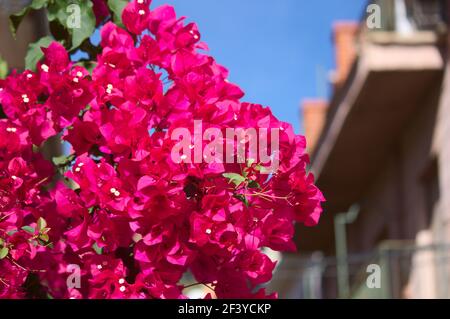 Nahaufnahme eines Bougainvillea-Zweiges mit mehreren magenta-rosa Blüten in einem städtischen Garten, mit Kopierraum Stockfoto