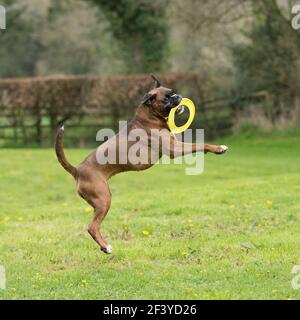 Boxer, ausgedockter Schwanz, spielt mit Frisbee Stockfoto