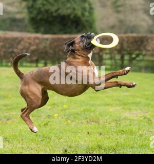 Boxerhund spielt Frisbee Stockfoto