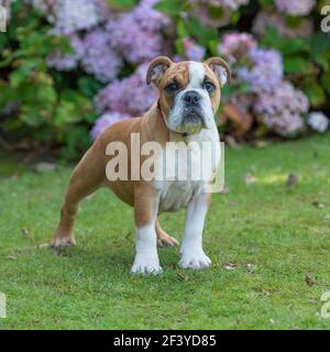 Bulldogge Welpen Stockfoto