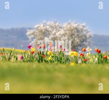 Frühlingsblumen mit bunten roten und rosa Tulpen, gelb blühende wilde Narzissen gegen weiße Baumblüten an einem sonnigen hellen Tag Stockfoto