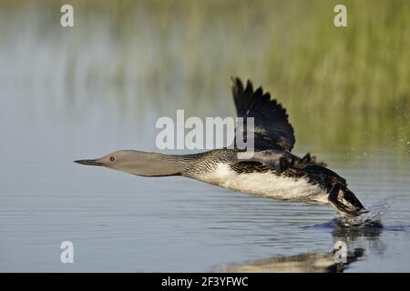 Roten Throated Diver - Taking Off Gavia Stellata Finnland BI014520 Stockfoto