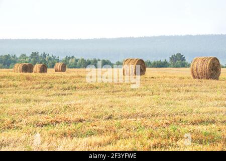 Strohstapel - gestapelte Heuballen, die von den Ernteernten übrig geblieben sind, Feld eines landwirtschaftlichen Betriebes mit geernteten Ernten. Stockfoto