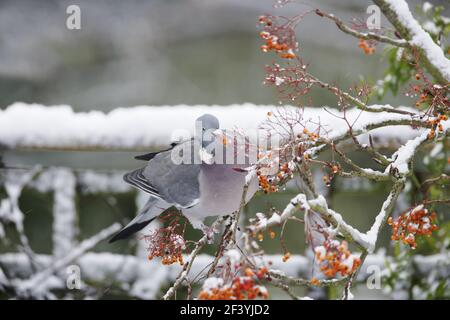 Waldtaube - Fütterung von Rowan Beeren im Schnee, in GardenColumba palumbus Essex, UK BI019387 Stockfoto