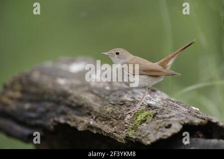 Nachtigall Luscinia megarhynchos Ungarn BI19677 Stockfoto