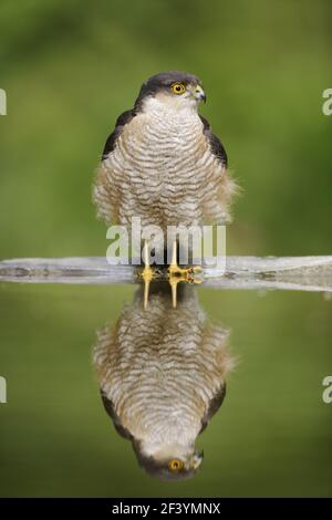 Sparrowhawk - Männchen am WaldpoolAccipiter nisus Hungary BI19722 Stockfoto
