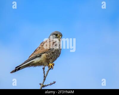 Schöner Turmfalke, der im Baum auf der Suche nach Beute thront Stockfoto