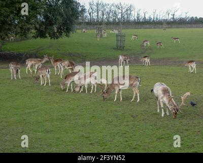 Schöne Damhirsche grasen in Parklandschaft Stockfoto