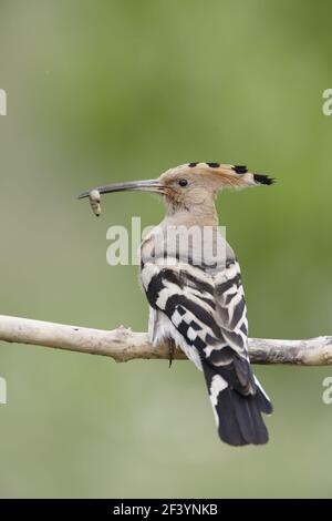 Wiedehopf - mit Lebensmitteln Upupa epops Ungarn BI019867 Stockfoto