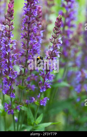 SALVIA NEMOROSA der Waldsalbei mit einer Biene Stockfoto