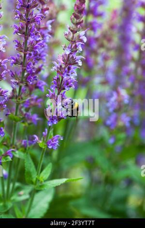 SALVIA NEMOROSA der Waldsalbei mit einer Biene Stockfoto