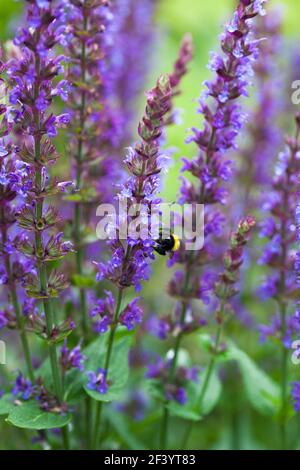 SALVIA NEMOROSA der Waldsalbei mit einer Biene Stockfoto