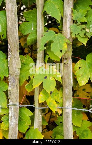 Grüne Ahornblätter (Acer) hinter hölzernen rustikalen Gartenzaunstangen und Blätter in der ländlichen Landschaft, Rheinland-Pfalz, Deutschland, Westeuropa Stockfoto