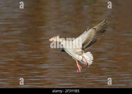 Graugans - Anser Anser Caerlaverock WWT BI020602 landen hereinkommen Stockfoto