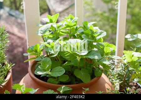 Marokkanische Minze und andere frische Kräuter in Töpfen auf einem winzigen Balkon. Stockfoto