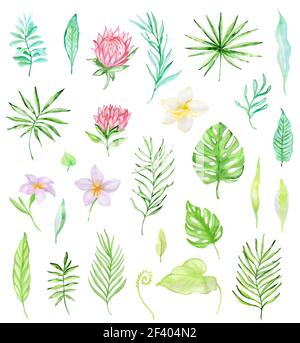 Handgezeichnet Aquarell Satz von tropischen Blumen und grünen Blättern isoliert auf einem weißen Hintergrund.. Aquarell Set von tropischen Blumen Stockfoto