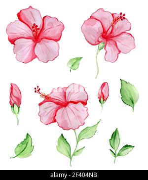 Handgezeichnetes Aquarell-Set aus roten Hibiskusblüten und grünen Blättern. Tropische Pflanzen isoliert auf weißem Hintergrund. Rote tropische Blumen und Blätter Stockfoto