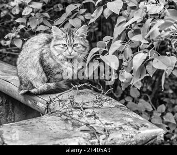 Richtig flauschig ziemlich obdachlos Kätzchen Teenager im Sommer bewölkt Tag Im Garten schwarz und weiß Stockfoto