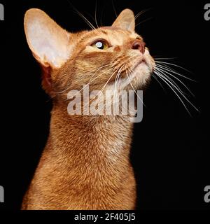 Porträt einer schönen jungen abessinier Katze. Porträt einer schönen jungen abessinier Katze. Nahaufnahme der roten Katze. Isoliert auf schwarzem Hintergrund Stockfoto